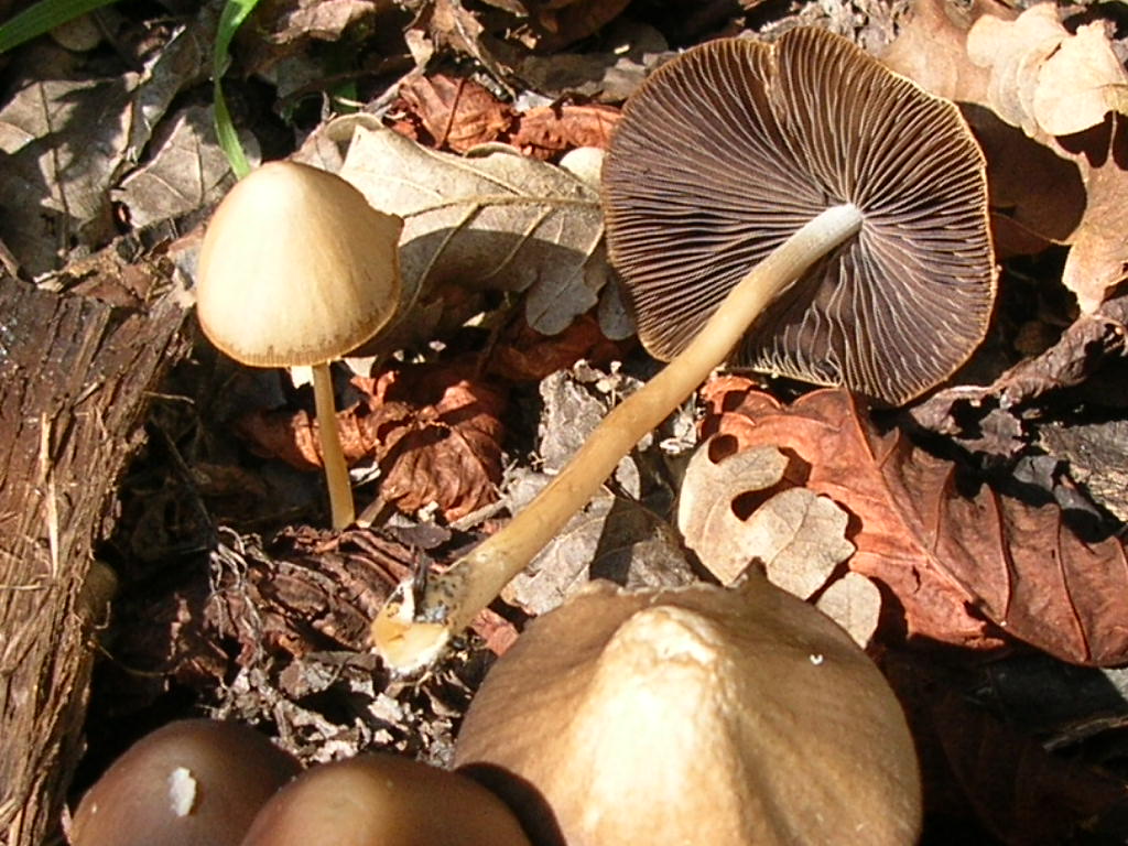 funghi da determinare